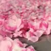 Rosa og hvite roseblader til bryllupsfesten. ABELONE.NO